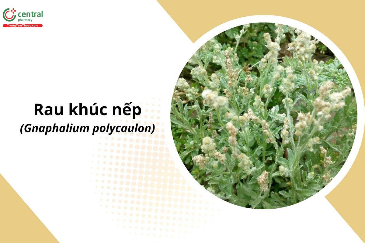 Rau Khúc Nếp (Gnaphalium polycaulon Pers.)