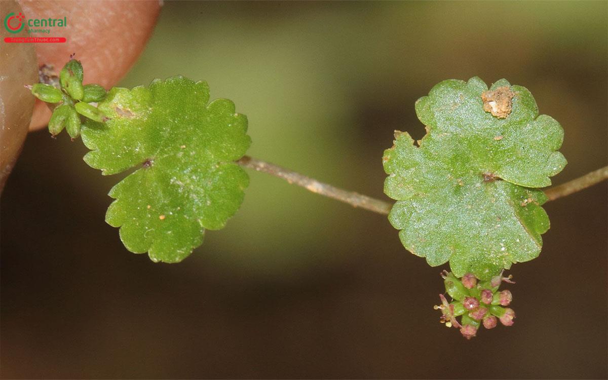 Rau Má Mỡ (Hydrocotyle sibthorpioides Lam.)