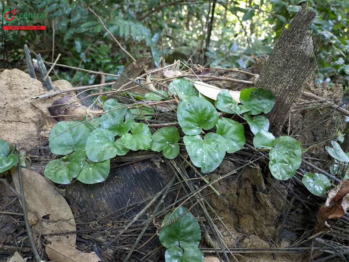 Rau Má Núi (Geophila repens (L.) Johnston.)