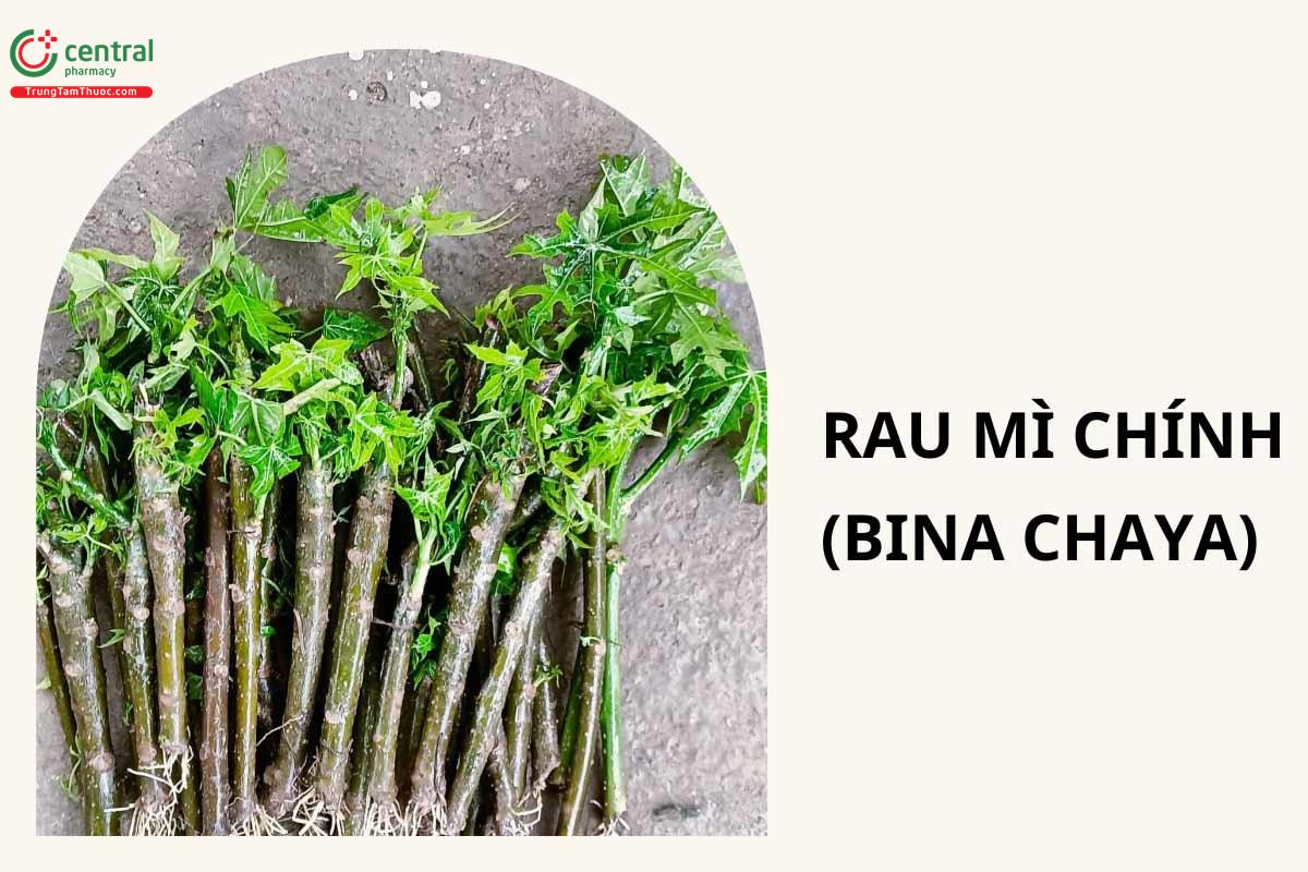 Rau Mì Chính (Bina Chaya - Cnidoscolus aconitifolius)