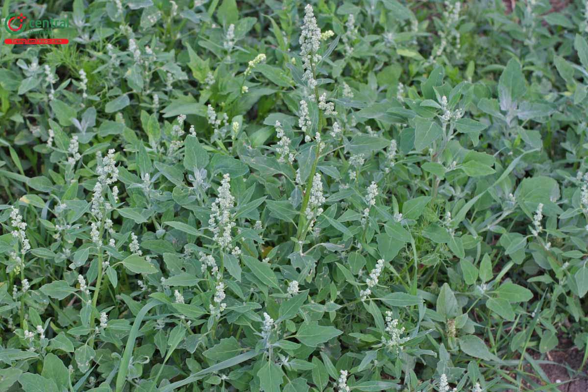 Rau Muối (Chenopodium ficifolium Sm.)