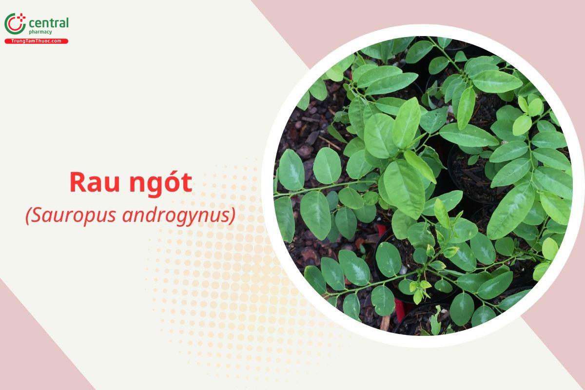 Rau ngót (Bồ ngót, Chùm ngọt - Sauropus androgynus)