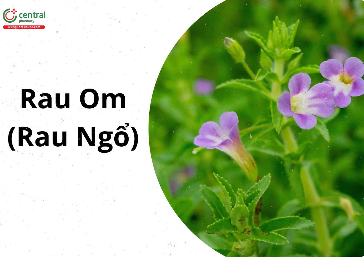 Rau Om (Rau Ngổ - Limnophila aromatica) 