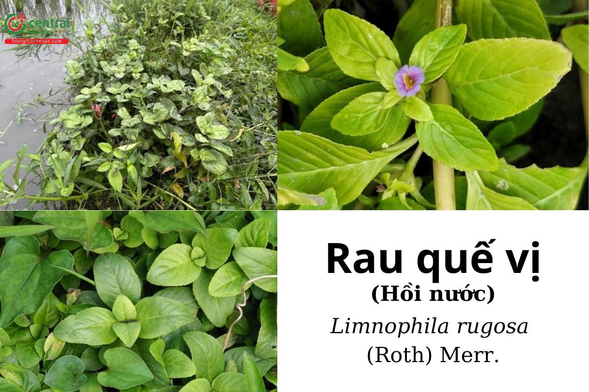 Rau quế vị (Rau xá xị, Quế đất, Hồi nước, Hồi đất - Limnophila rugosa (Roth) Merr.)