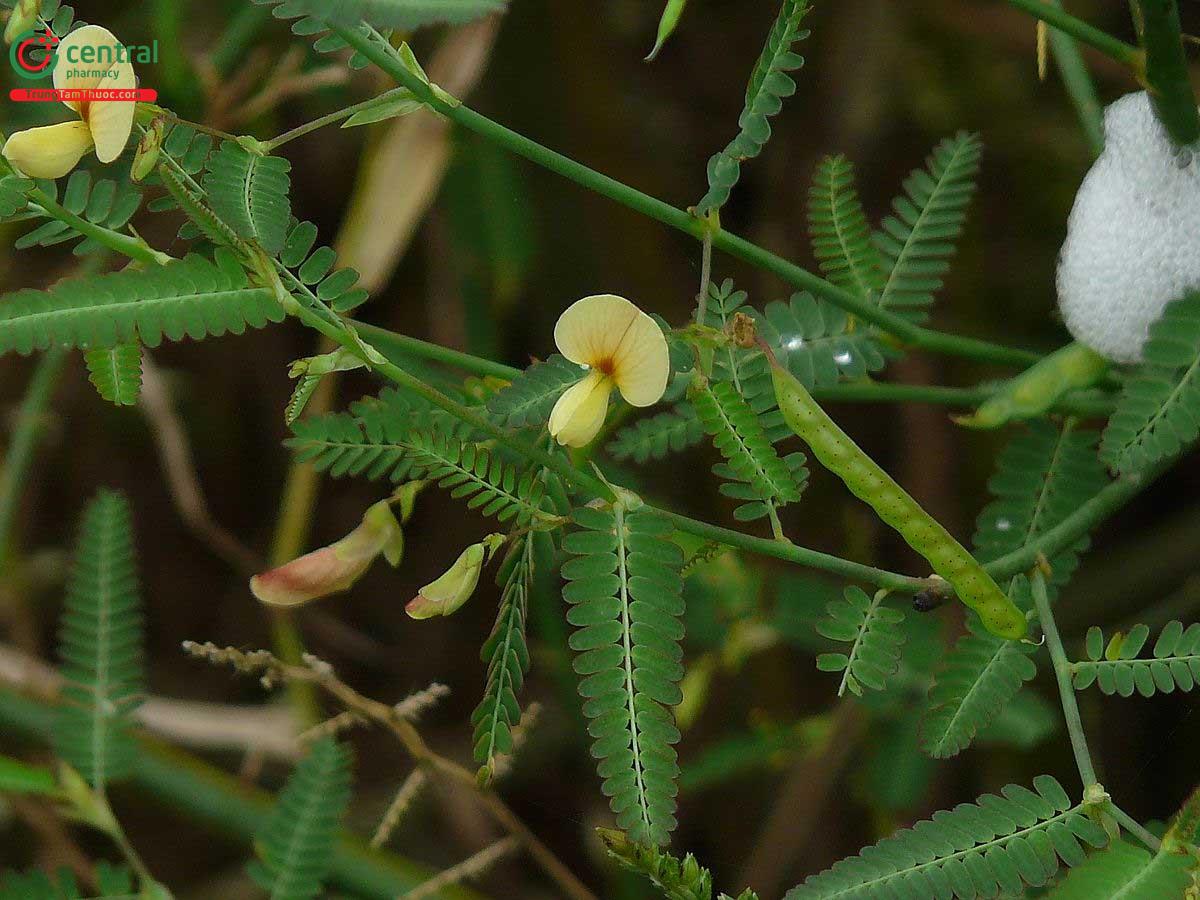 Rau Rút Dại (Aeschynomene aspera L.)