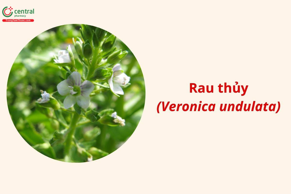 Rau Thủy (Veronica undulata Wall.)