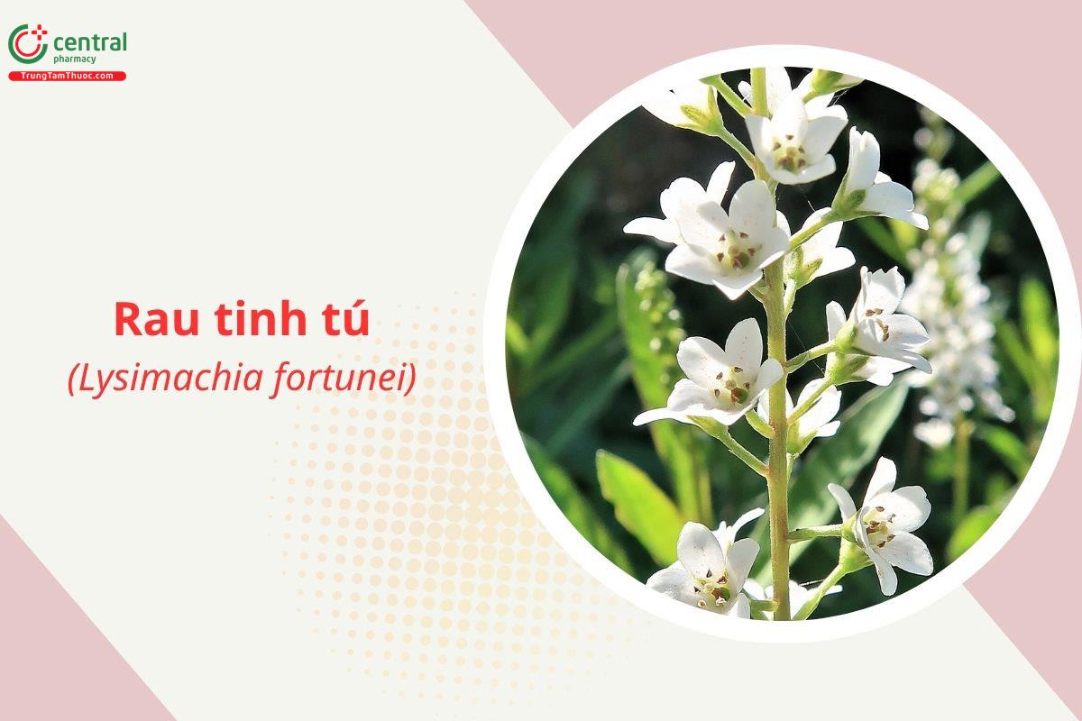 Rau tinh tú (Lysimachia fortunei Maxim.)