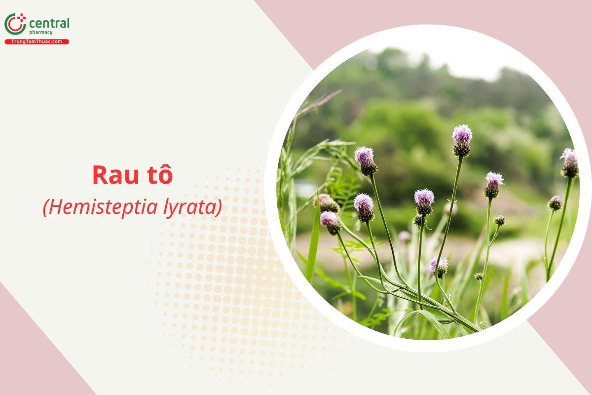 Rau tô (Hemisteptia lyrata)