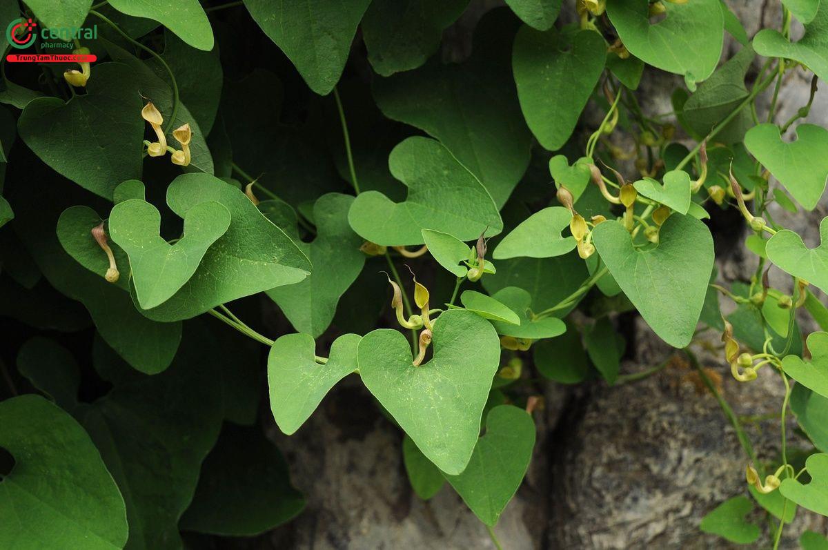 Rễ Gió (Bắc Mã Đâu Linh - Aristolochia contorta Bunge)