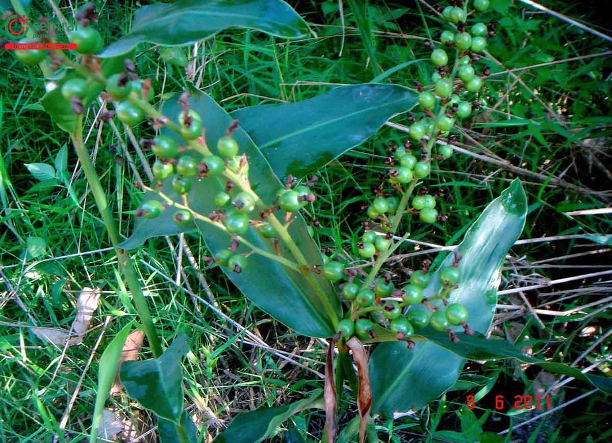 Riềng Rừng (Alpinia conchigera Griff.)