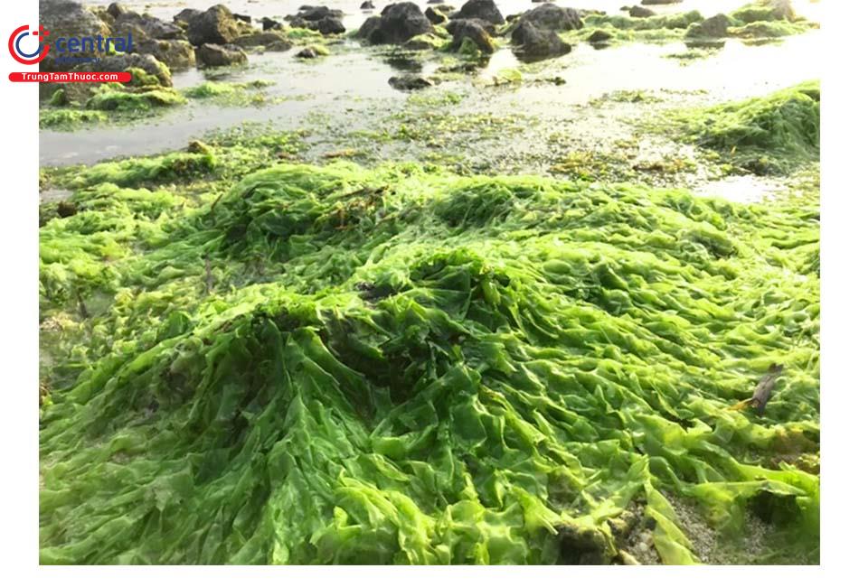 Rong Biển (Rong Mơ, Tảo Bẹ - Sargassum henslowianum)