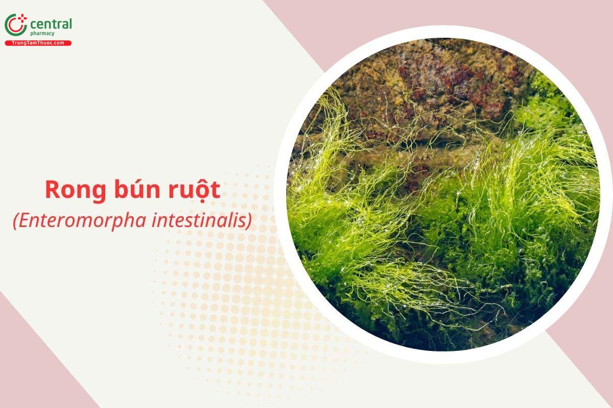 Rong bún ruột (Enteromorpha intestinalis)