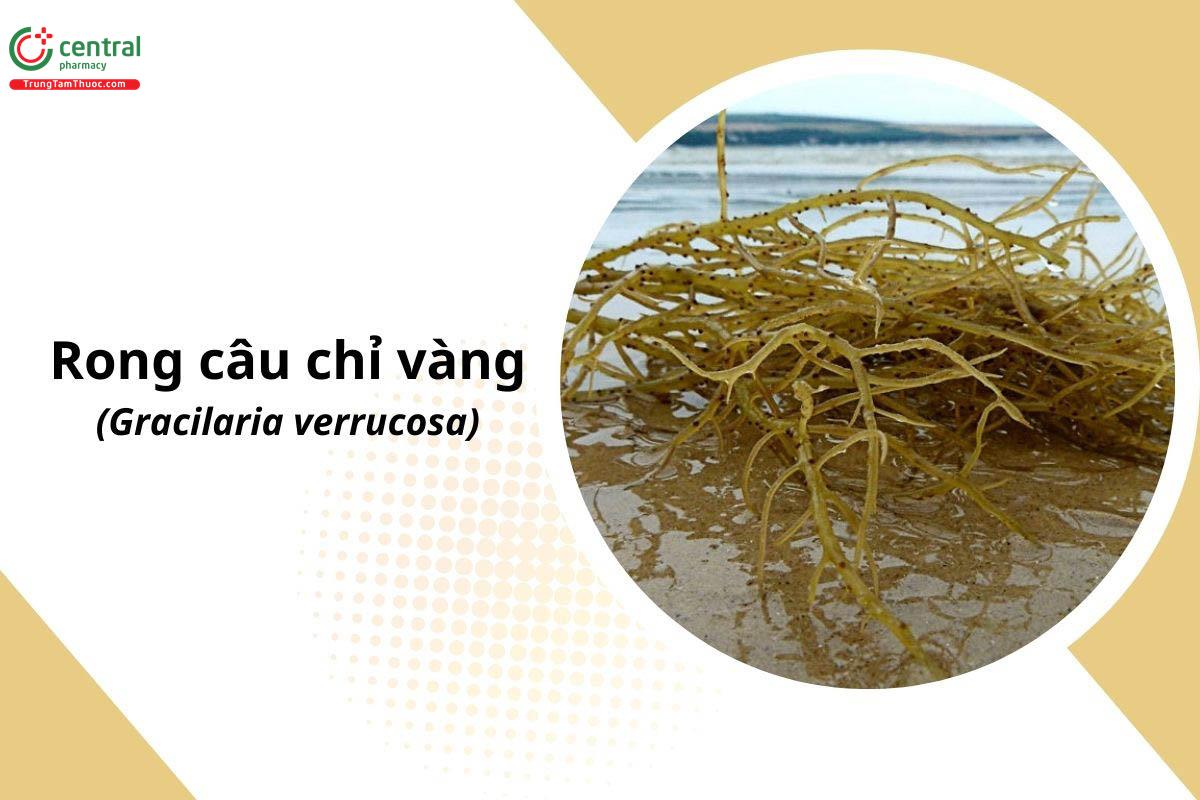 Rau Câu (Rong Câu Chỉ Vàng - Gracilaria verrucosa)