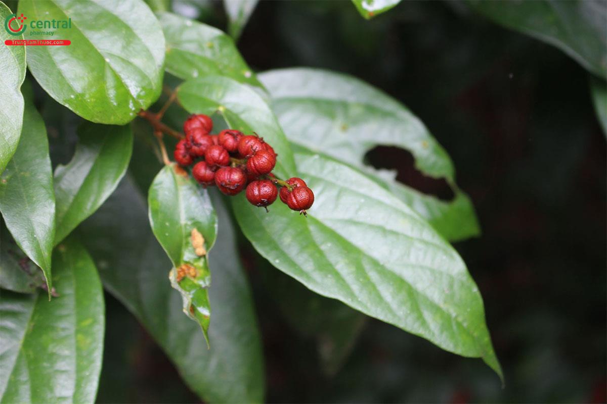 Rùm Nao (Mọt - Mallotus philippinensis (Lam.) Muell. - Arg.)