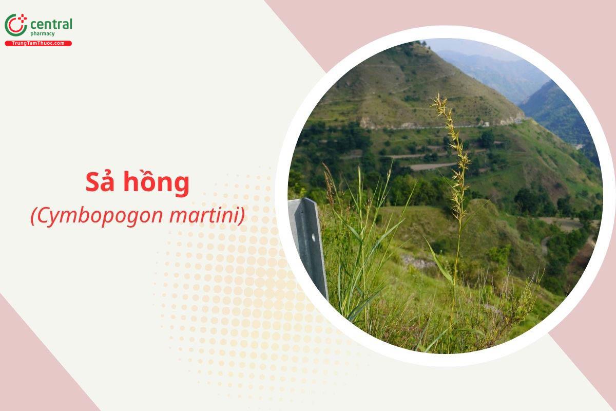 Sả hồng (Cymbopogon martinii)