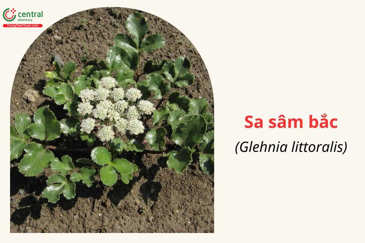 Sa Sâm Bắc (Glehnia littoralis F. Schnidt ex Miq.)