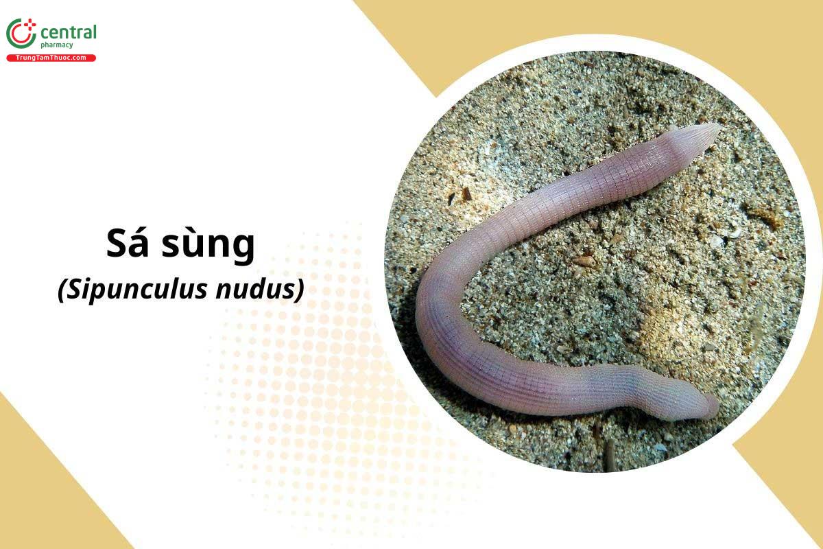 Sá Sùng (Sipunculus nudus)