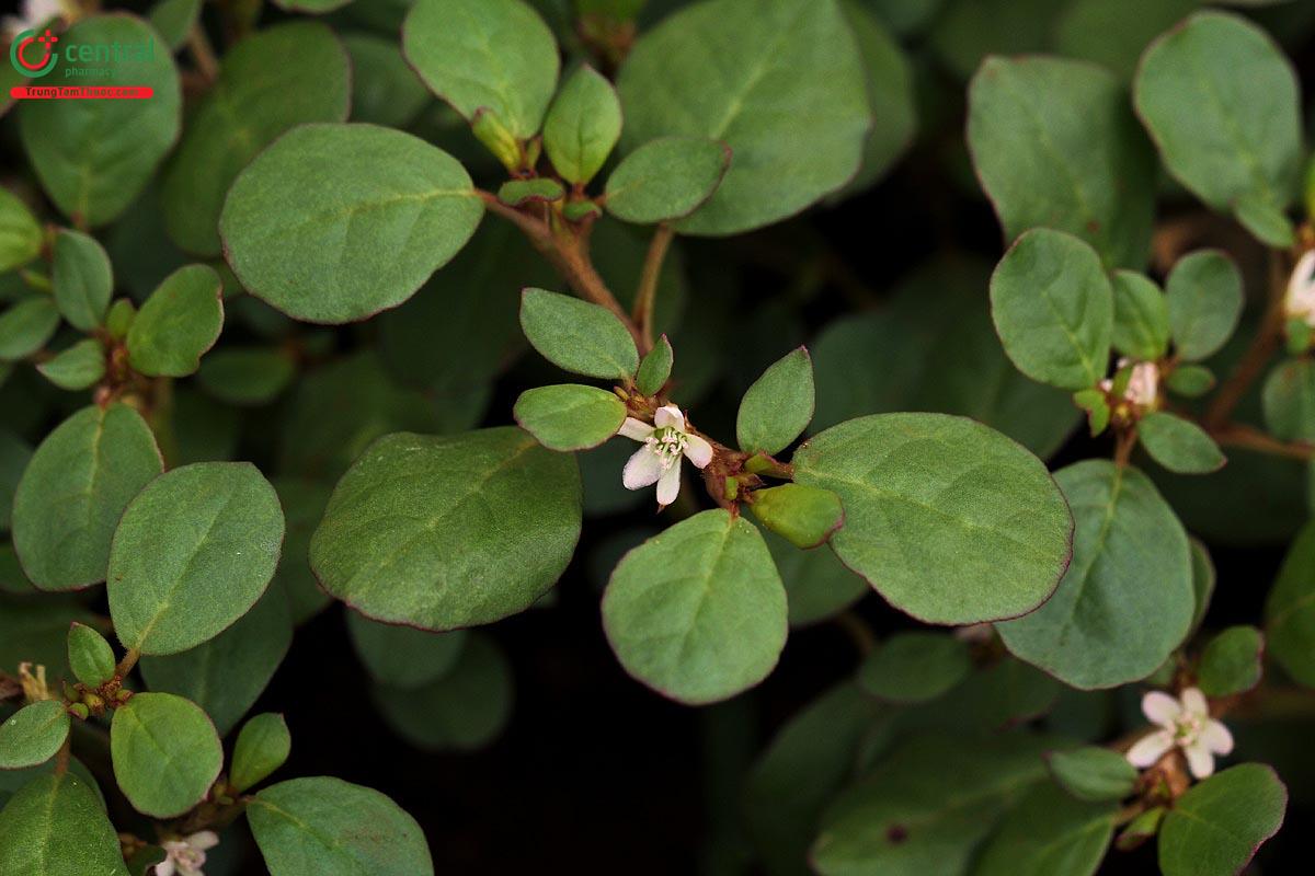 Sam Biển (Cỏ Tam Khôi, Cây Dầu Dầu - Trianthema portulacastrum L.)