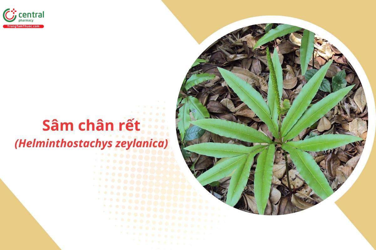 Sâm Chân Rết (Sâm Bòng Bong, Quản trọng - Helminthostachys zeylanica)