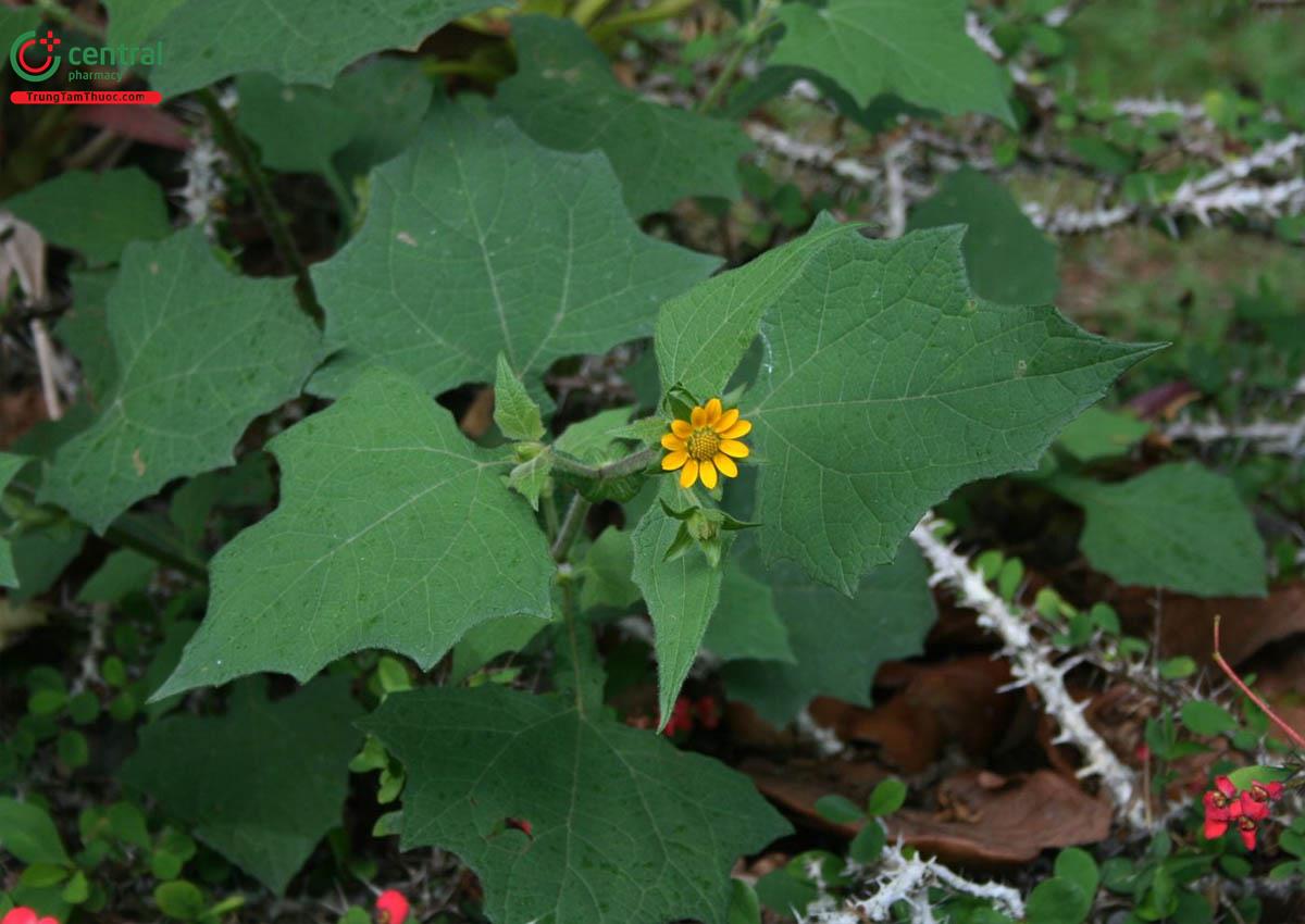 Khoai Sâm Đất (Sâm Khoai - Smallanthus sonchifolius (Poepp.) H.Rob.)