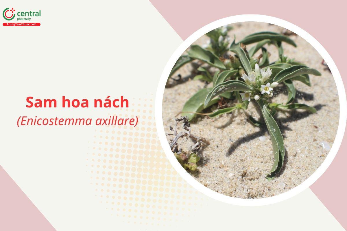 Sam hoa nách (Enicostema axillare (Lam.) A. Raynal)