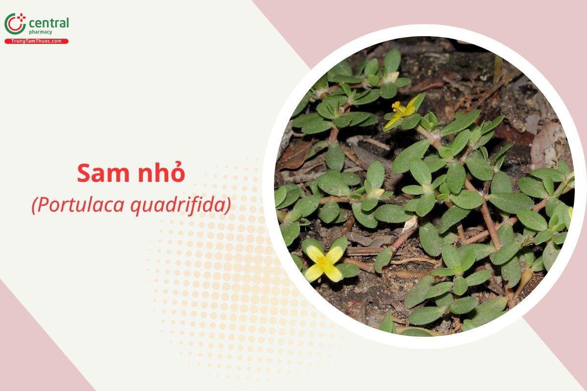 Sam nhỏ (Portulaca quadrifida L.)