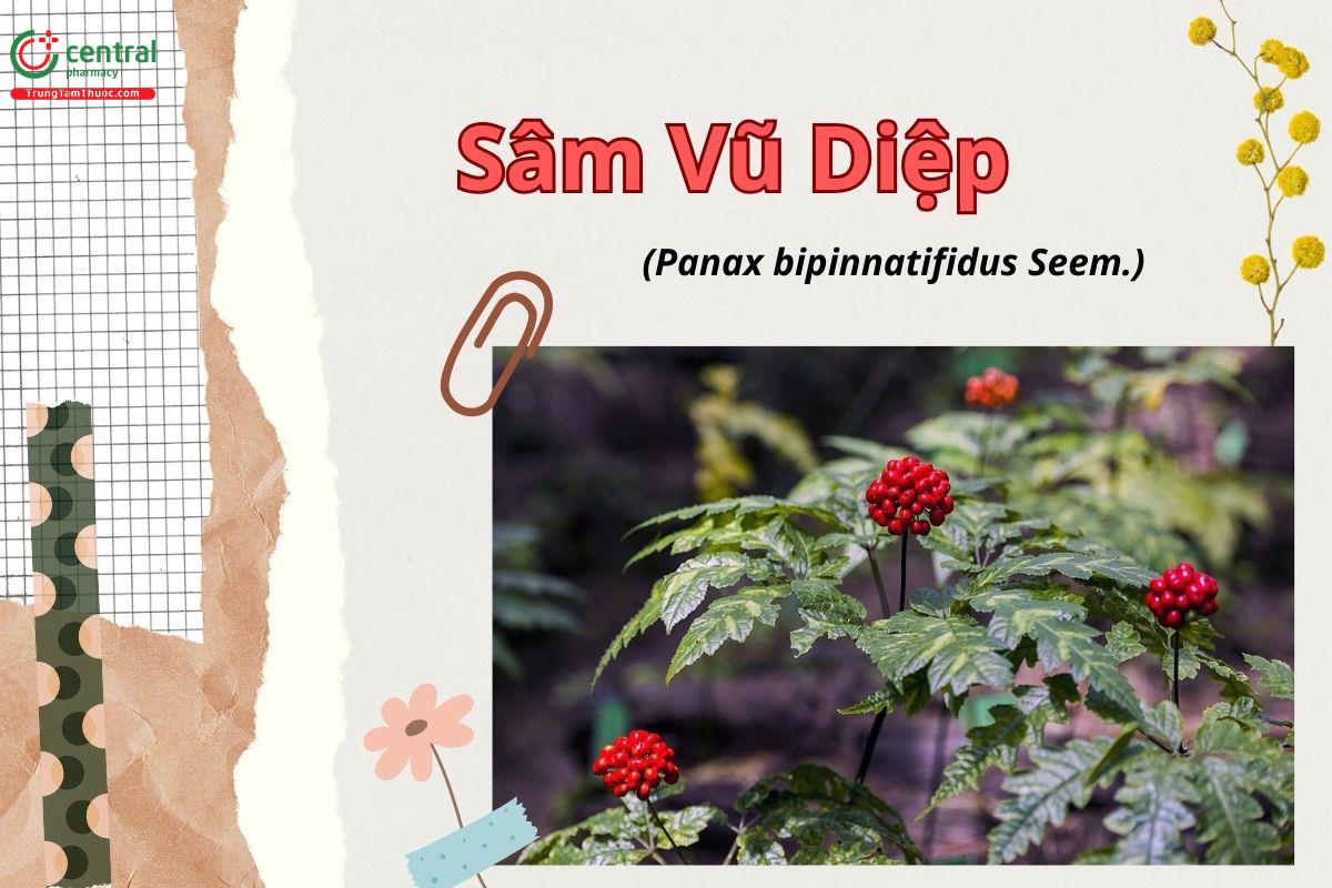 Sâm vũ diệp (Tam thất lá xẻ, tam thất hoang - Panax bipinnatifidus Seem.)