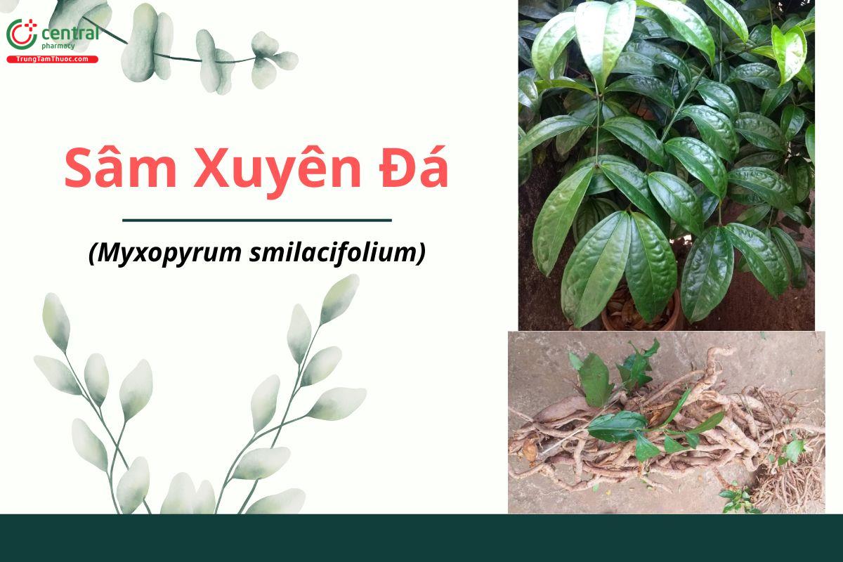 Sâm xuyên đá (Nhương lê kim cang - Myxopyrum smilacifolium)