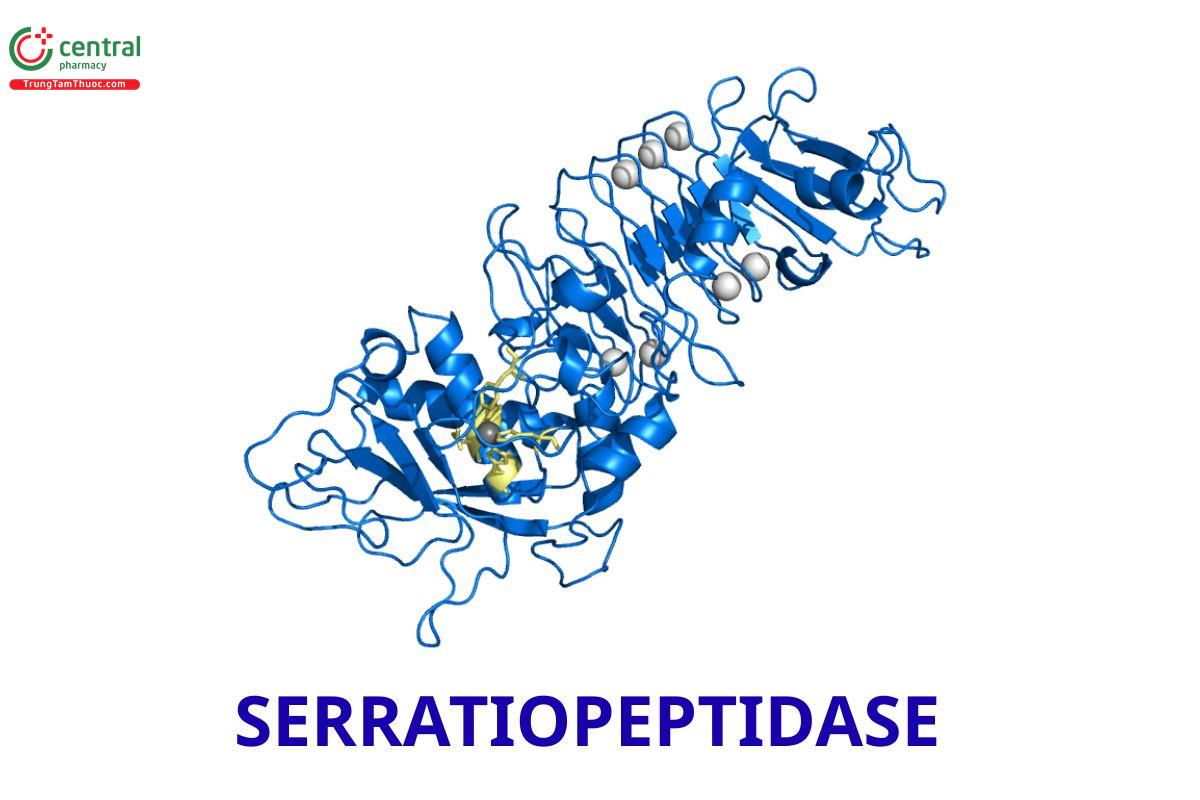 Serratiopeptidase (Serrapeptase)