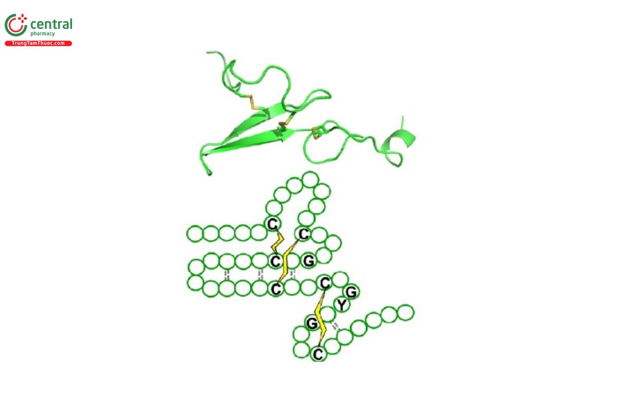 Sh-Oligopeptide-1 (EGF)
