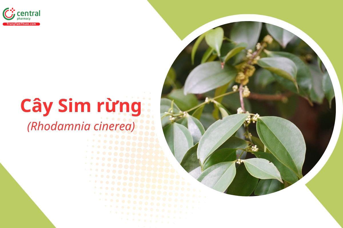 Sim Rừng (Rhodamnia trinervia (Lour.) Blume)