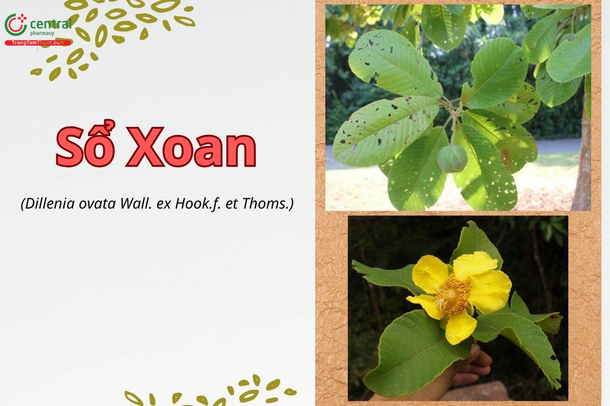 Sổ xoan (Sổ trai - Dillenia ovata)