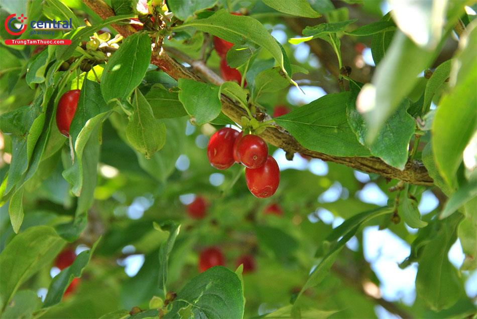 Sơn Thù Du (Cornus officinalis Sieb. et Zucc.)