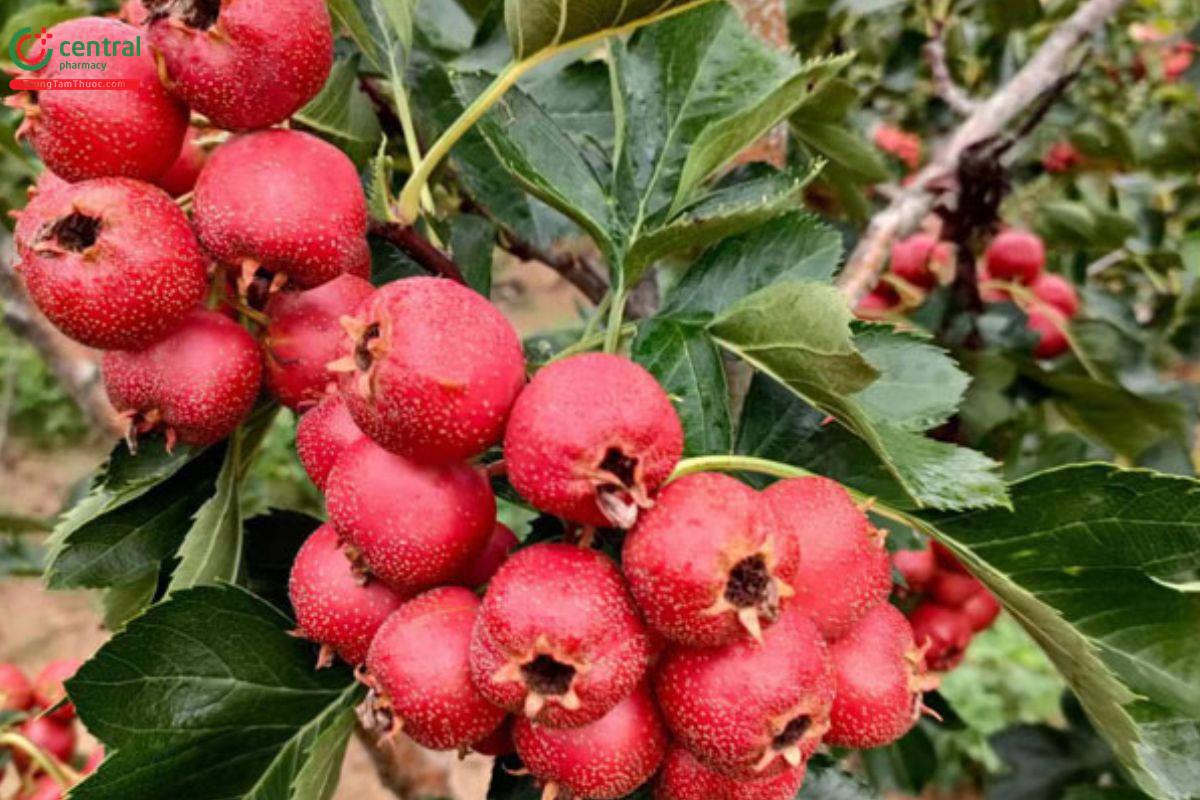 Sơn tra (Crataegi Fructus)