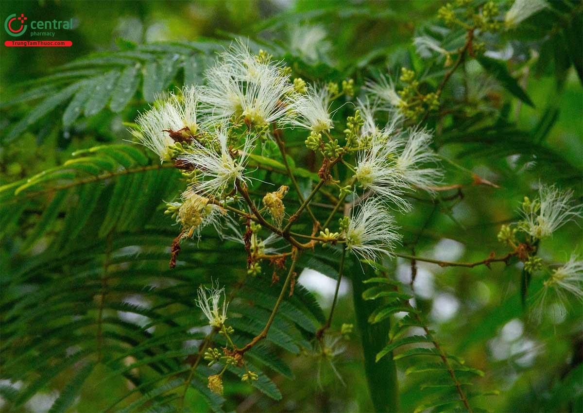 Sóng Rắn (Albizia myriophylla Benth.)