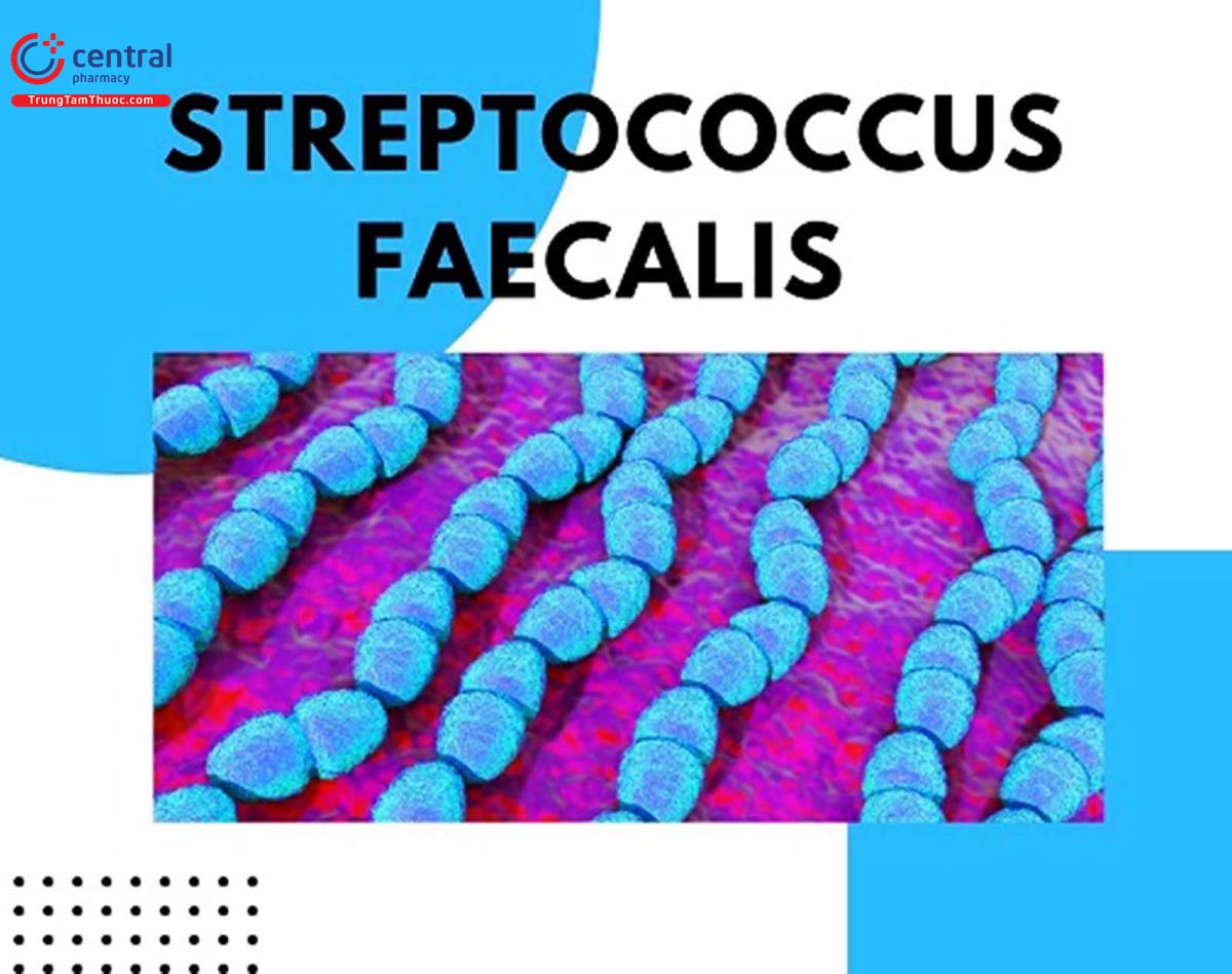 Streptococcus Faecalis
