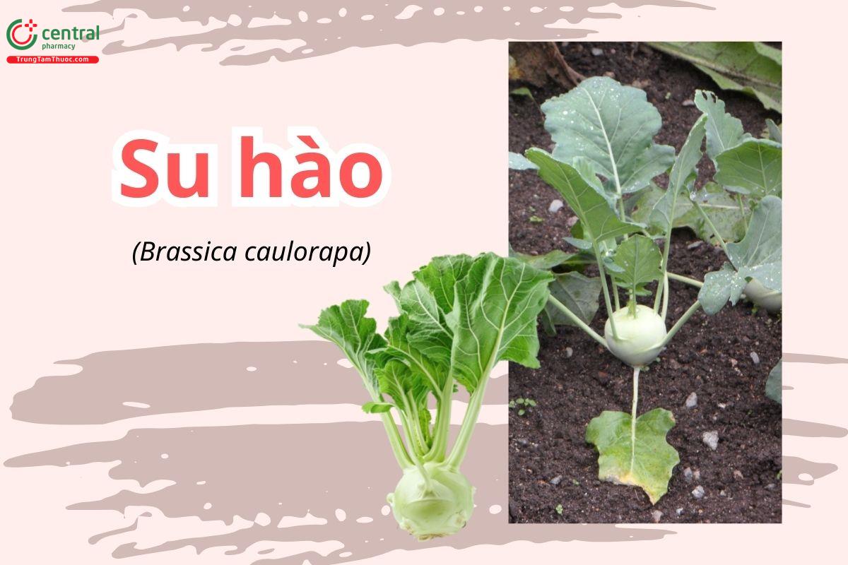 Su hào (Brassica caulorapa)