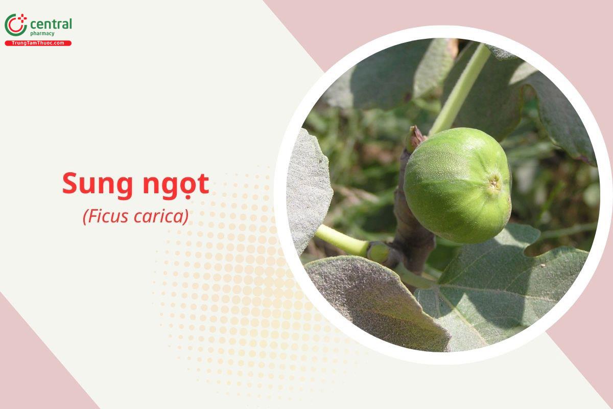 Sung Ngọt (Vả Tây - Ficus carica L.)