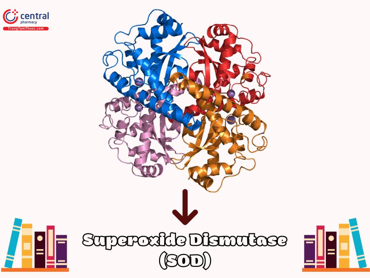 Superoxide Dismutase (Enzym SOD)
