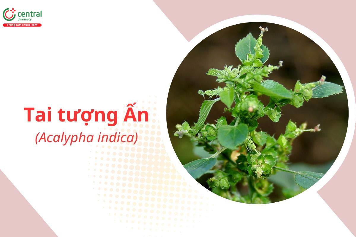 Tai Tượng Ấn (Tai Tượng Xanh - Acalypha indica L.)