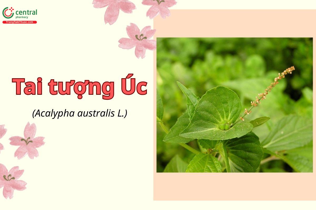 Tai tượng Úc (Acalypha australis L.)