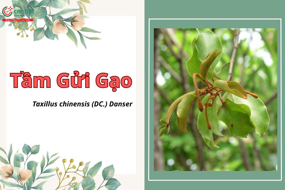 Tầm gửi gạo (Tầm gửi cây gạo, Mộc vệ Trung Quốc - Taxillus chinensis)