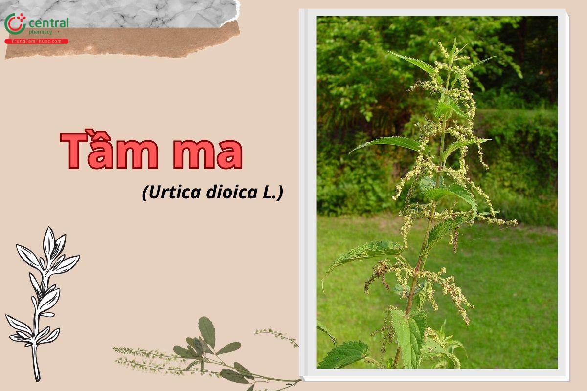 Tầm ma (Trữ ma - Urtica dioica L.)