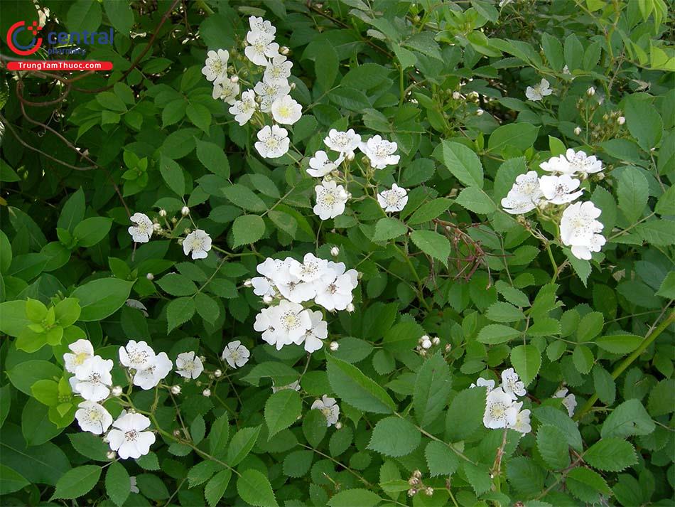 Tầm Xuân (Rosa multiflora Thunb.)