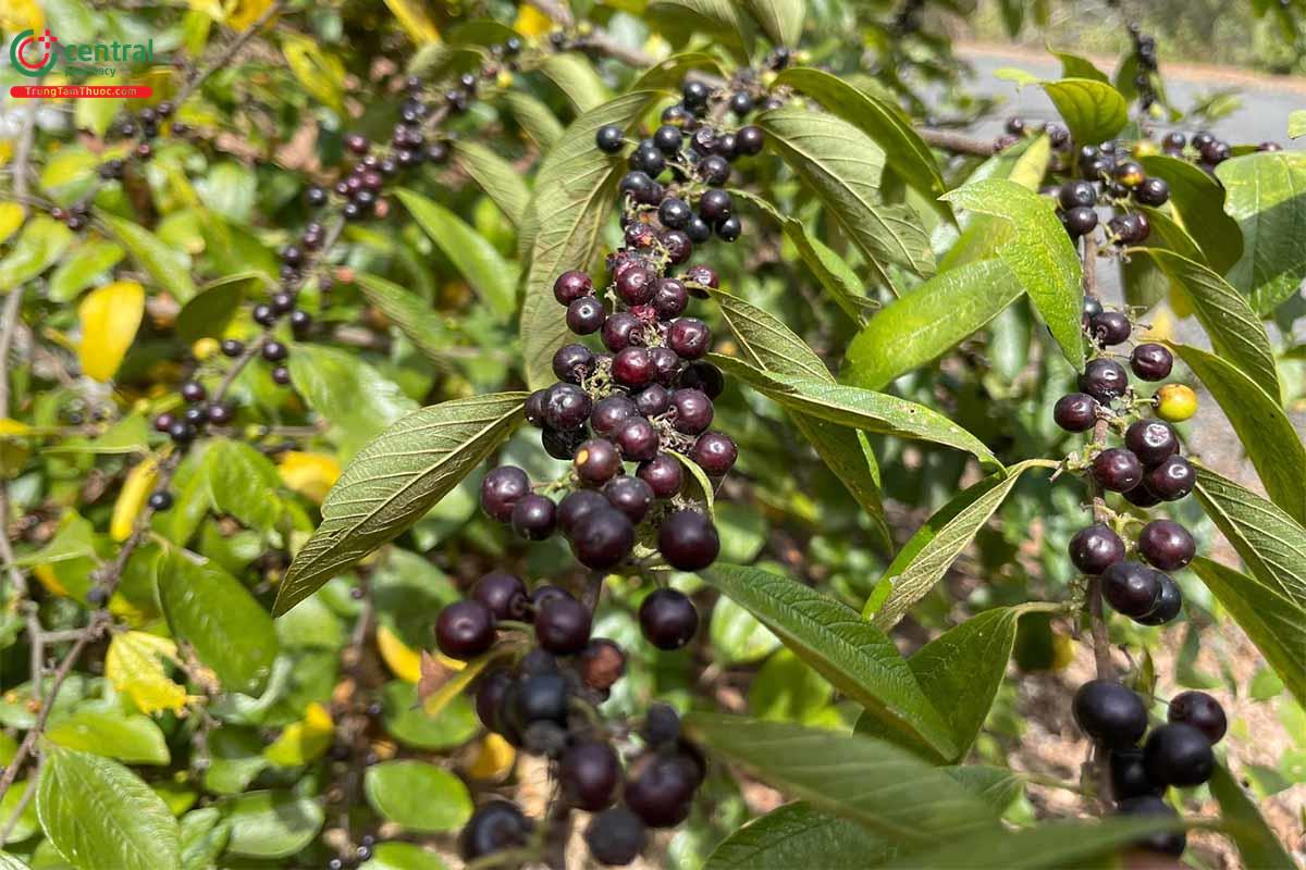 Mận Rừng (Táo Rừng - Rhamnus crenatus Sieb. et Zucc. var. cambodianus Tard.)