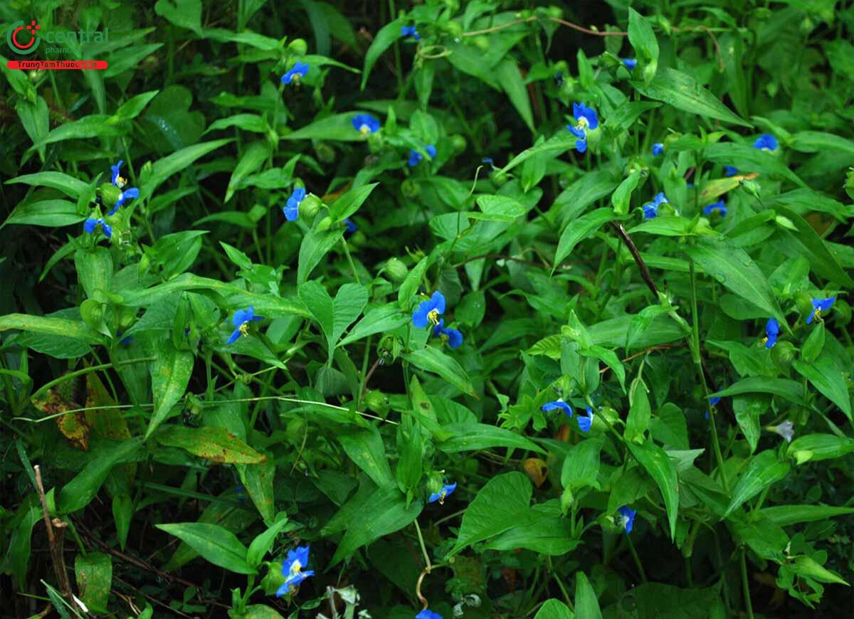 Thài Lài (Rau Trai - Commelina communis L.)