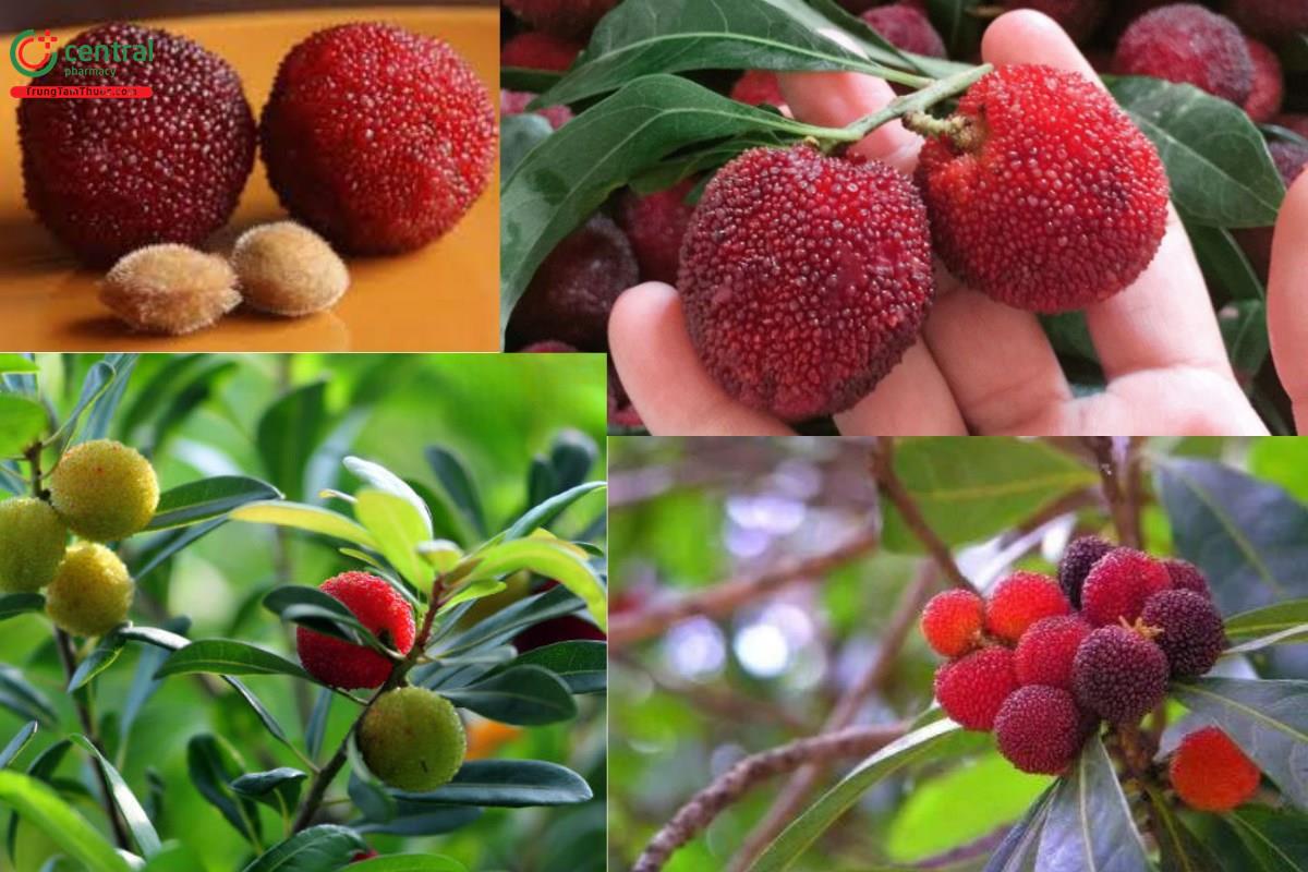 Thanh Mai (Dương Mai - Myrica rubra)