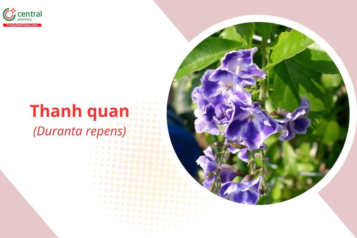 Thanh Quan (Chuỗi Ngọc, Dâm Xanh - Duranta repens L.)