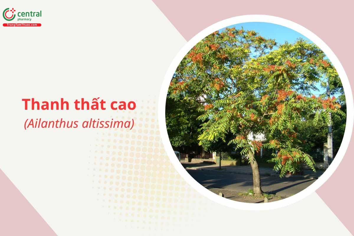 Thanh thất cao (Xú xuân - Ailanthus altissima)