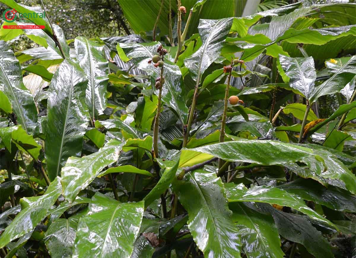 Thảo Đậu Khấu (Alpinia katsumadai Hayt.)